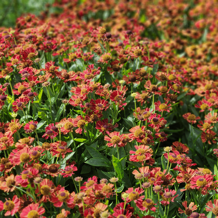 Zonnekruid - Helenium 'Moerheim Beauty' - ↕10-25cm - Ø9cm - 24x