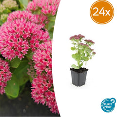 Collection image for: La chiave del cielo (Sedum 'Herbstfreude')
