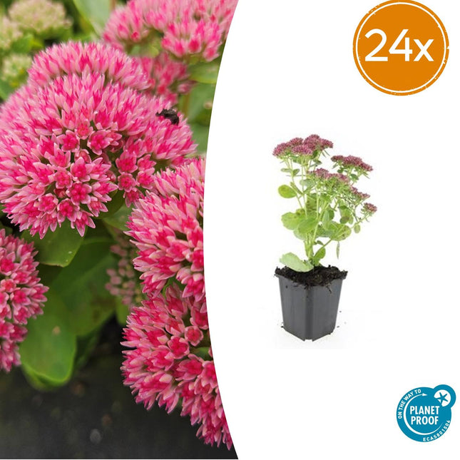 Sedum 'Herbstfreude' - Clave del cielo - ↕10-25cm - Ø9cm - 24x