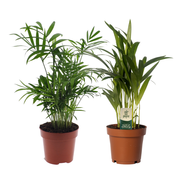 Dypsis lutescens/Chamadorea Duo - ↕40cm - Ø12cm - 2x