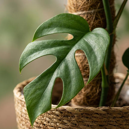 Monstera Minima Moss Stick - Hole Plant - with Basket - ↕90cm - Ø19cm