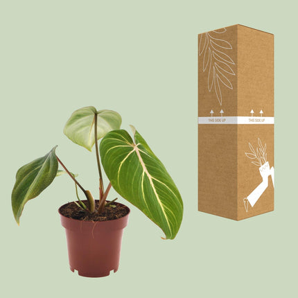 Philodendron Gloriosum - ↕25cm - Ø12cm