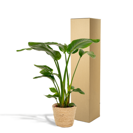Strelitzia Nicolai met mand Selin - ↕90cm - Ø19cm
