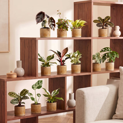 Baby Plants Surprise Box 12x - Verrassingsbox kleine planten - Diversen - Tropisch - incl. Linnea Honey - Ø6cm - ↕5-15cm
