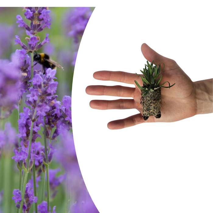 Lavandula 'Munstead' – 6 Pluggen | Kweek & Geniet van Geurende Lavendel