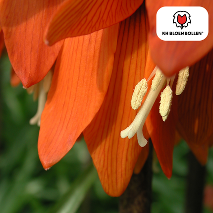 Fritillaria Crown Imperial Rubra red/orange 5 pieces