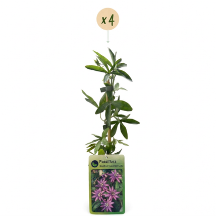 Passiflora Lavender Lady - Passiflora Lavender Lady 4x - Paars - Klimplant - Ø9cm - ↕35cm
