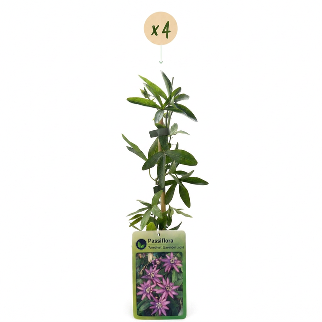 Passiflora Lavender Lady - Passiflora Lavender Lady 4x - Paars - Klimplant - Ø9cm - ↕35cm