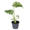 Variegata