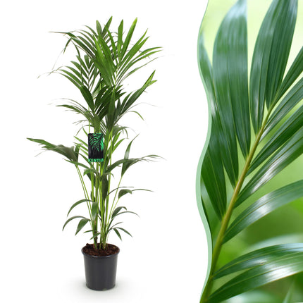 Howea Forsteriana - Kentia Palm - ↕140-150cm - Ø24cm