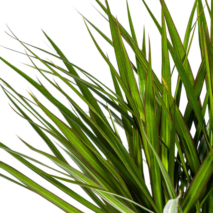 Dracaena Marginata Green met mand Ø24cm - ↕130 - 150cm