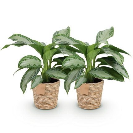 Aglaonema Silver Bay - Silver Leaf - with basket - ↕70-75cm - Ø17cm - 2x