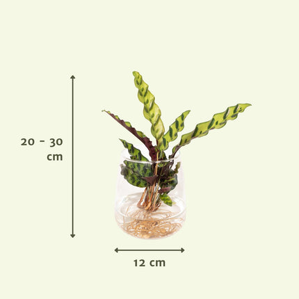 Calathea Insignis i Kingston glas - ↕30cm - Ø12cm