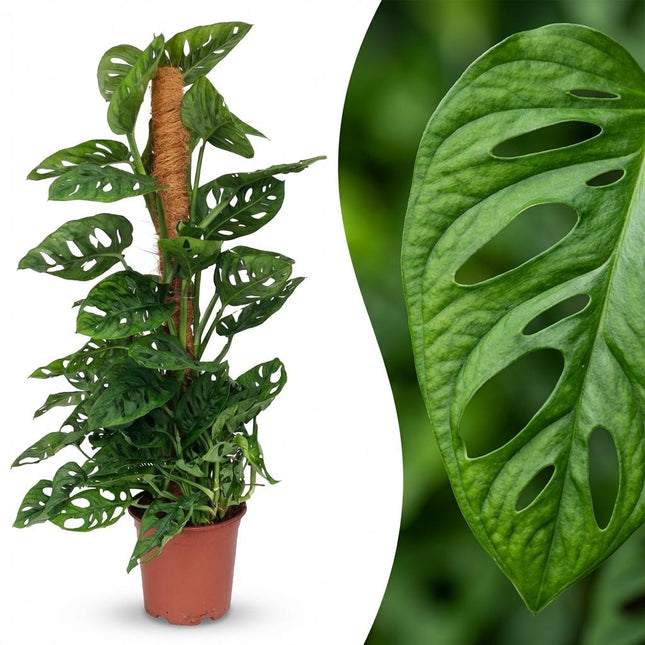 Monstera Andansonii Moss Stick - Monkey Mask - ↕90cm - Ø19cm