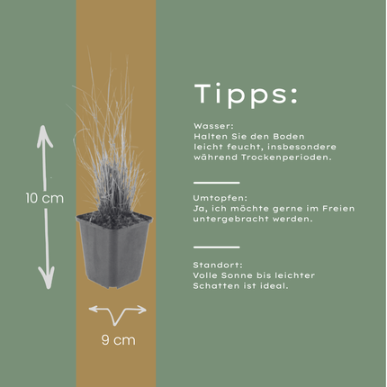 Calamagrostis brachytricha - Erba diamante - ↕10-25cm - Ø9cm - 48x