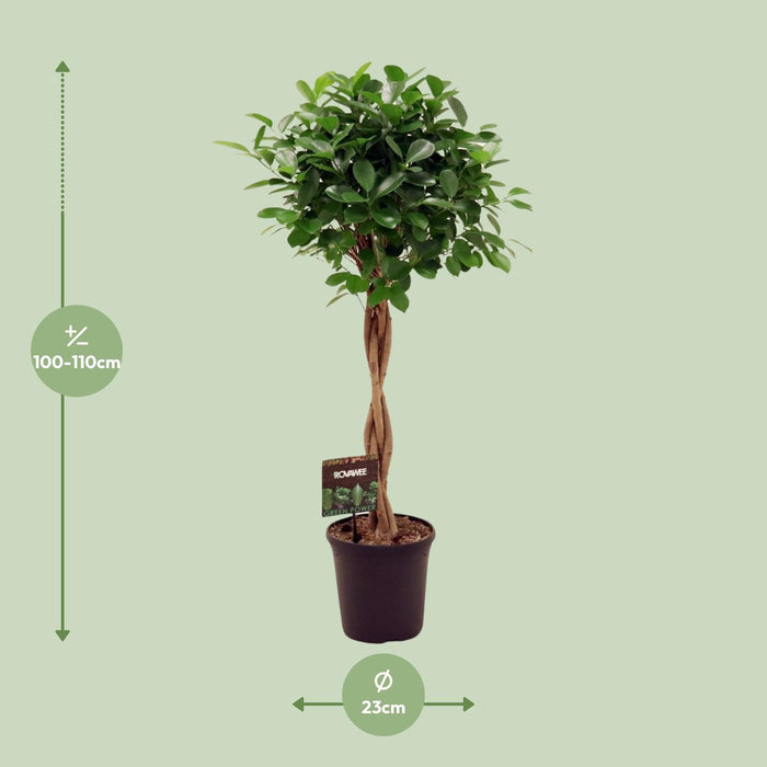 Ficus Moclame Moclame - ↕110cm - Ø23cm