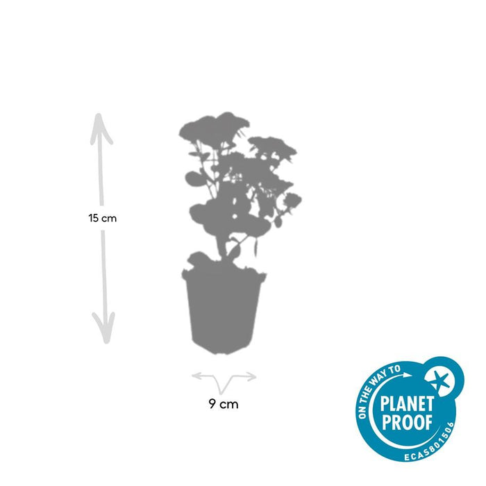 Sedum 'Herbstfreude' - Hemelsleutel - ↕10-25cm - Ø9cm - 6x