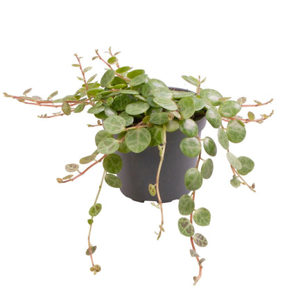 Peperomia Prostrata - Schildpadpeperomia - Groen - Tropisch - Ø6cm - ↕6cm