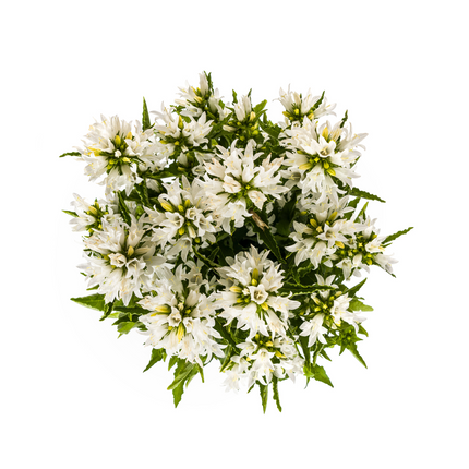 Campanula Glomerata Genti Bianca - ↕30-40cm - Ø19cm