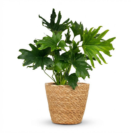 Philodendron Lickety split - met Mand - ↕70cm - Ø19cm