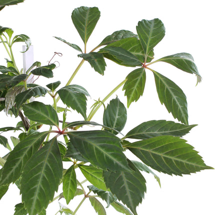 Parthenocissus henryana - Parra virgen - ↕65cm - Ø15cm