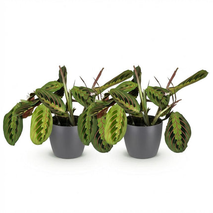 Maranta Fascinator Tricolour - Prayer plant - with white plant pots - ↕25cm - Ø12cm - 2x