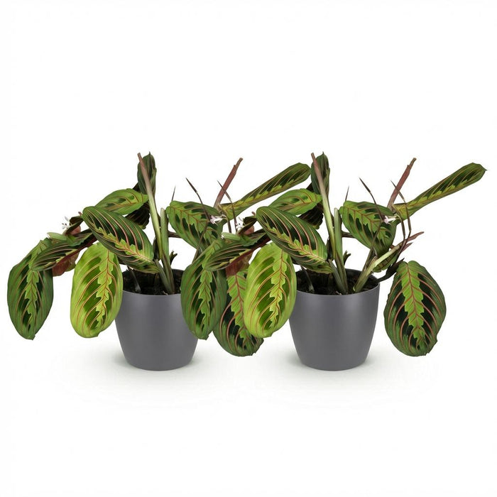 Maranta Fascinator Tricolour - Gebedsplant - met witte plantenpotten - ↕25cm - Ø12cm - 2x