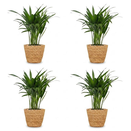 Areca Lutescens - Goudpalm - 4x - met Mand - Pot 12cm - Hoogte - 45cm