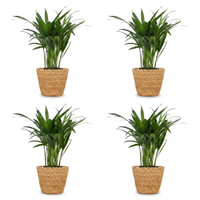 Areca Lutescens - Palma Dorada - 4 unidades - con cesta - Maceta de 12 cm - Altura: 45 cm