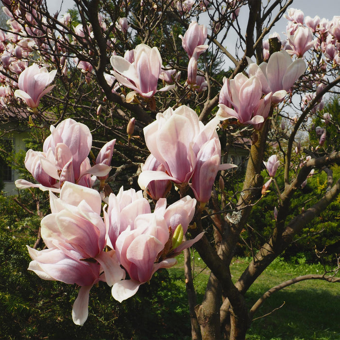 Heesters -  Magnolia Soulangiana  - Bloemen Licht Roze - 1 Plant - Bladverliezend - Weinig Onderhoud - Pot 17cm Hoogte 45cm