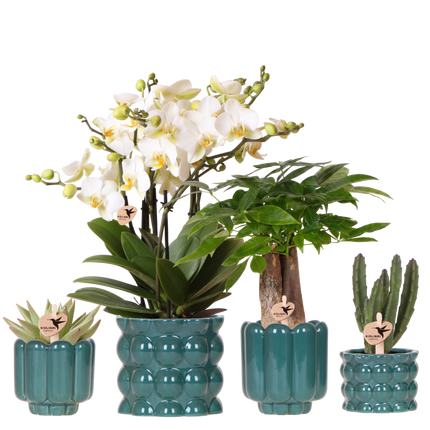 Kolibri Orchids | Plantenset Cotton Groen - Witte Phalaenopsis Orchidee Blossom Lausanne, Pachira, Succulent & Stapelia Leendertziae