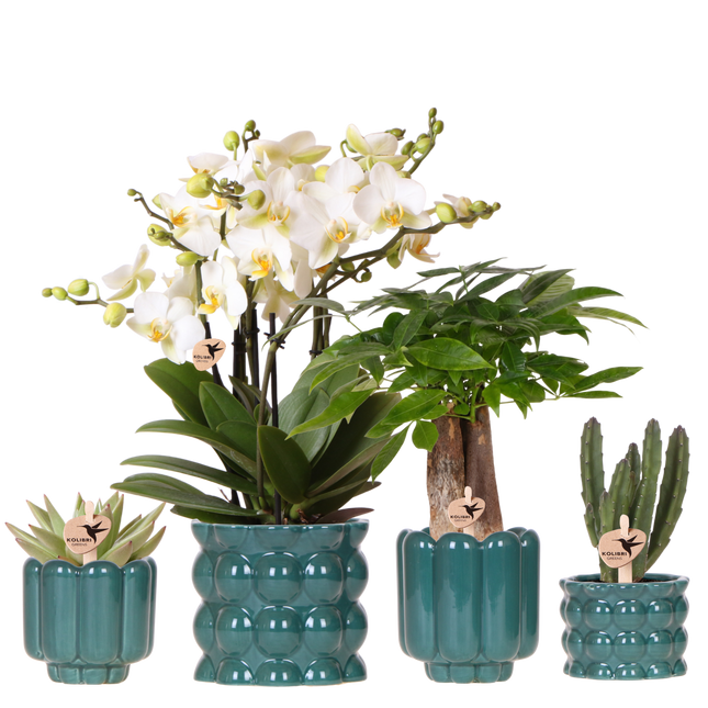 Kolibri Orchids | Plantenset Cotton Groen - Witte Phalaenopsis Orchidee Blossom Lausanne, Pachira, Succulent & Stapelia Leendertziae