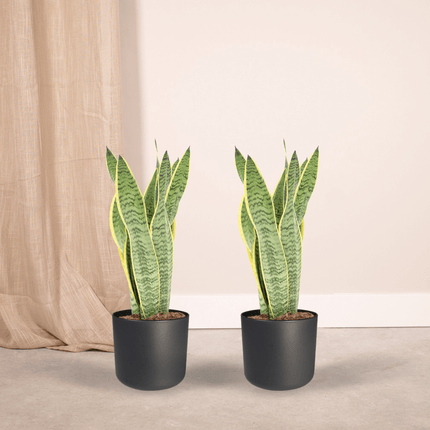 Sansevieria Laurentii - Vrouwentong - ↕40cm - Ø14cm - 2x