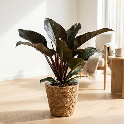 Philodendron Imperial Red - Rood - met Mand - ↕60cm - Ø19cm