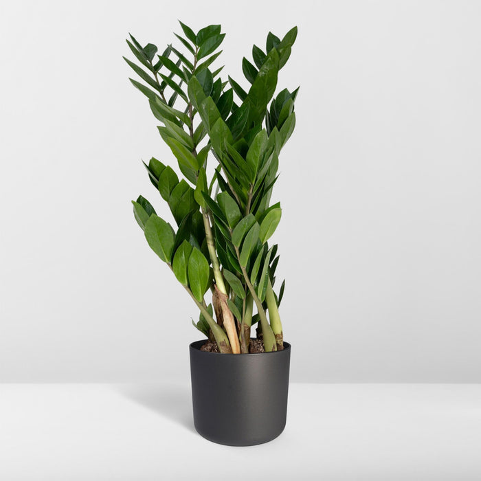 Zamioculcas Zamiifolia - ZZ Plant - ↕70cm - Ø17cm