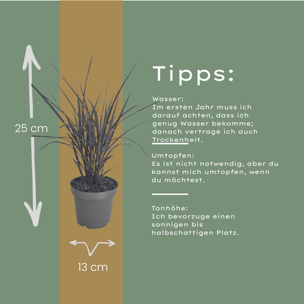 Miscanthus sinensis ‘Zebrinus’ – Zebragras - Ø12cm - 6x