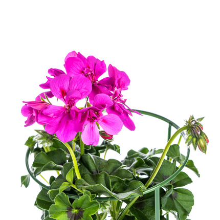 Hanggeranium - Pelargonium peltatum Violet Ø12 cm - ↕20 cm - 8x