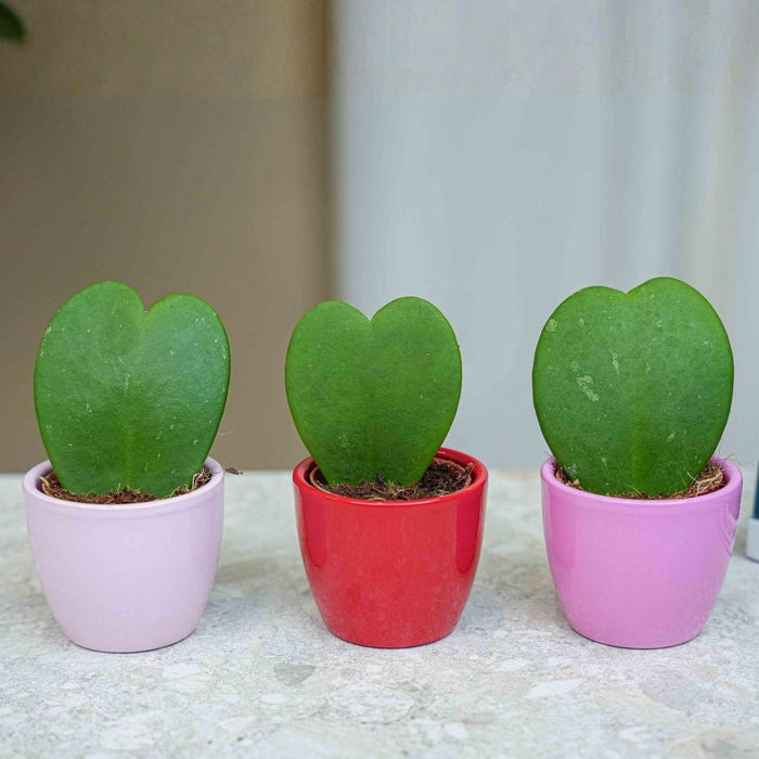 Plant set van 3 met mini pot - Love - Hoya Kerrii - roze/rood - Ø6cm