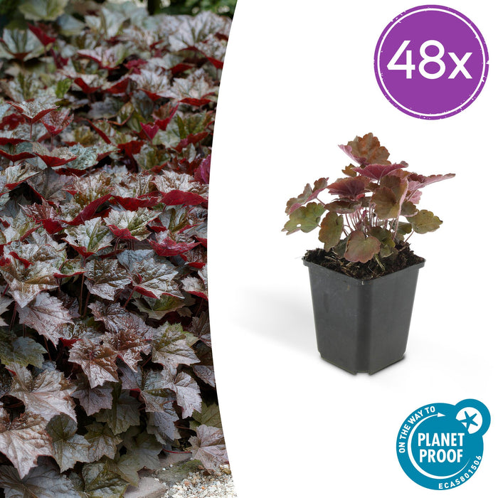 Heuchera mic. 'Palace Purple' - ↕10-25cm - Ø9cm - 48x