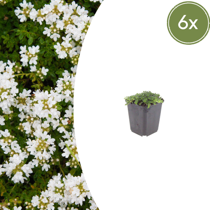 6x Thymus praecox 'Albiflorus' - ↕10-25cm - Ø9cm