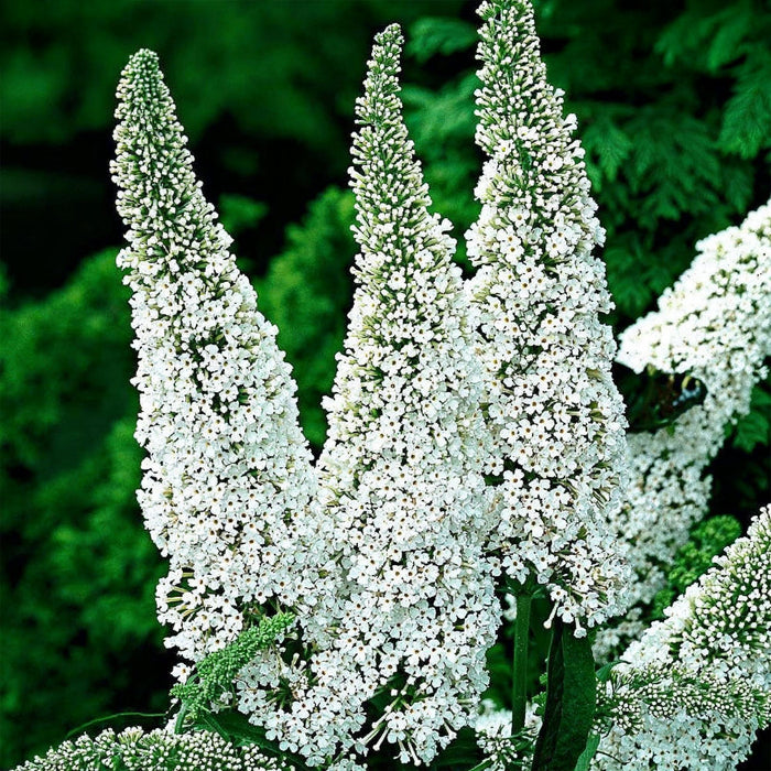 Buddleja davidii White Profusion - Vlinderstruik - Wit - ↕45cm - Ø17cm - 3x