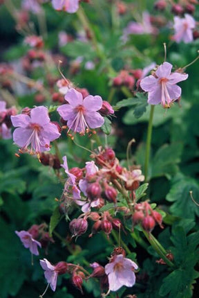 Geranium macrorrhizum - ↕10-25cm - Ø9cm - 48x