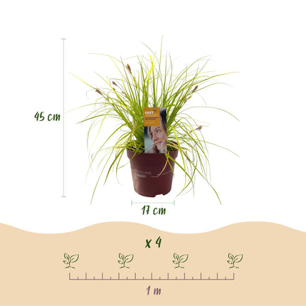 Carex oshimensis Everillo - Sedge - Yellow - ↕50cm - Ø17cm