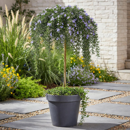 Rosmarinus officinalis Prostratus – Terrassenpflanze – immergrün – winterhart – violette Blume – Topf 19 cm, Höhe 90 cm