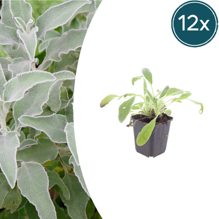 Stachys byzantina - Ezelsoor - ↕10-25cm - Ø9cm - 12x