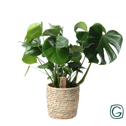 Monstera Palmleaf in mand - Gatenplant - ↕60cm - Ø21cm