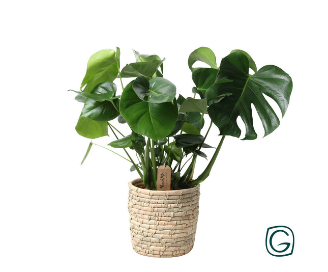 Monstera Palmleaf w koszyku - Roślina doniczkowa - ↕60cm - Ø21cm