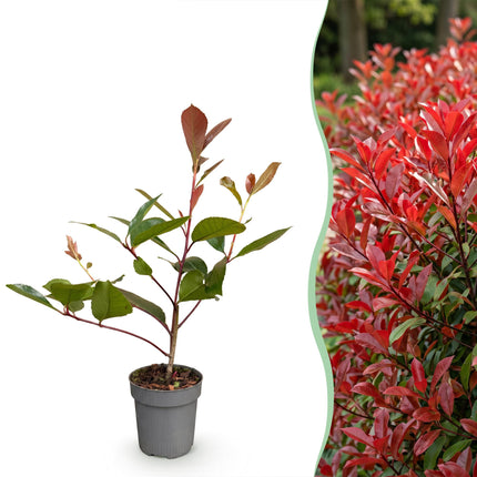 Photinia fraseri Red Robin - Glansmispel - 40x Haagplanten - Groenblijvend - Rood - Pot 9cm - Hoogte 25-35cm