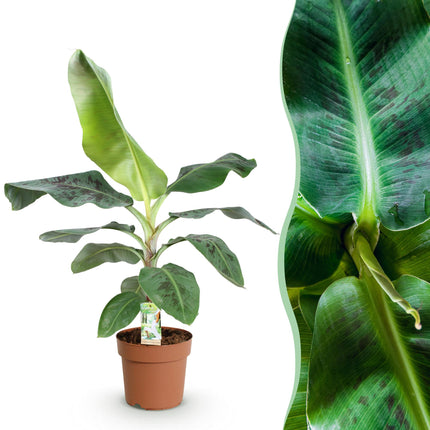 Musa acuminata Dwarf Cavendish - Banana plant - ↕70-75cm - Ø21cm