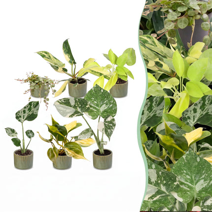Baby Planten Tropical Mix - Diversen 6x - Tropisch - incl. Linnea Olive - Ø6cm - ↕10-15cm